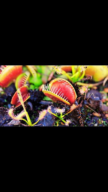 The Planet With a Runaway Greenhouse Effect