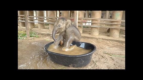 Baby Elephant Chaba First Time In The BathTub - ElephantNews