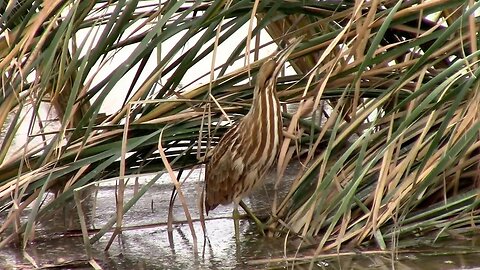 The American Bittern - Impressive Camo