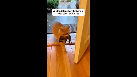 Love All Life Always #445 A Friendship Story Between A Cat And A Raccoon. Beautiful...