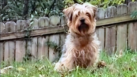Chewy -- Just being beautiful #yorkie #funnydogs
