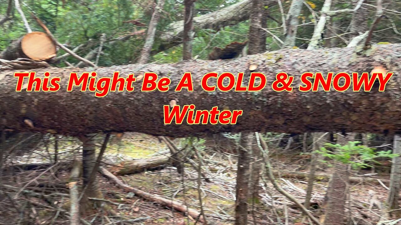 Getting Wood Up- This Might Be A Wild Winter