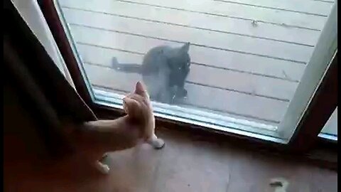 Cats play through the glass