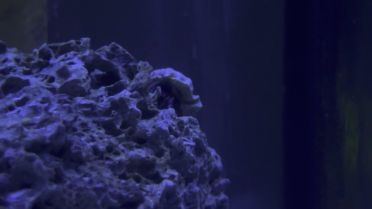 Hermit Crab in 4k