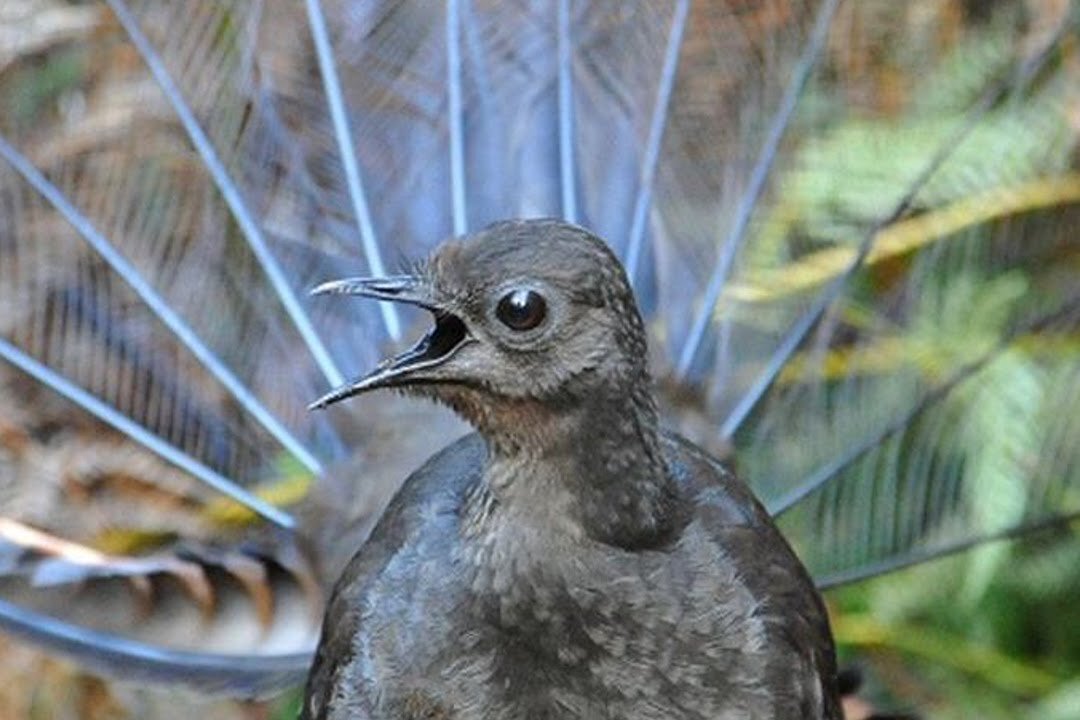 Attenborough_ the amazing Lyre Bird sings like a chainsaw