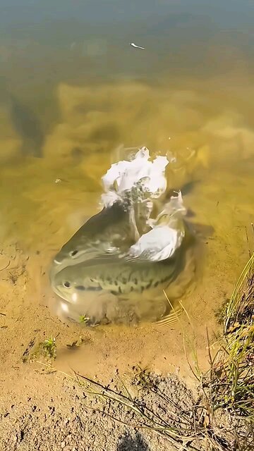 “TOP 6! PEACOCK BASS HUNTING MOMENTS PALING GILA – TERTANGKAP KAMERA”