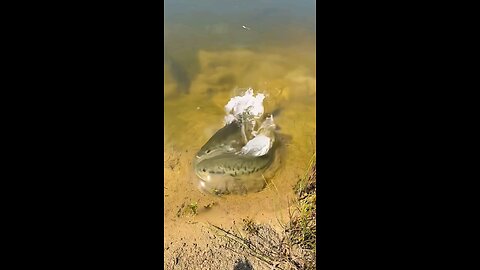 “TOP 6! PEACOCK BASS HUNTING MOMENTS PALING GILA – TERTANGKAP KAMERA”