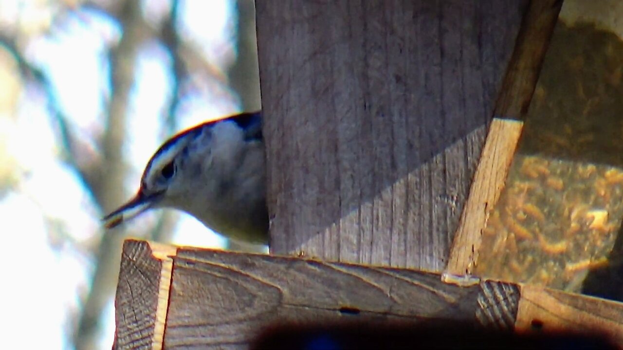 Nuthatch