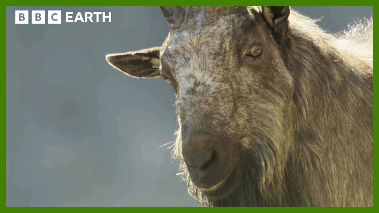 Male Mountain Goats Lock Horns for Love Asia BBC Earth
