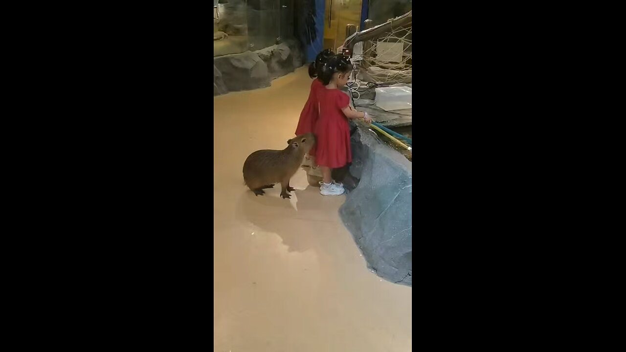 capybara
