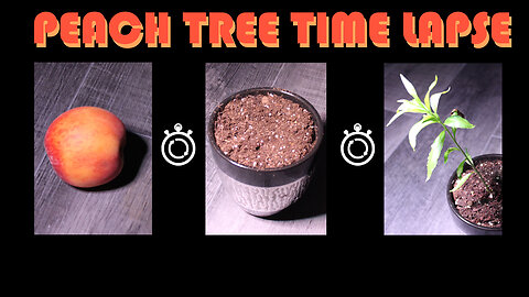 Peach Tree Growing - A Time Lapse of a Growing Peach