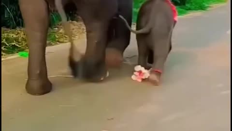 The mother elephant teaches her calf to walk