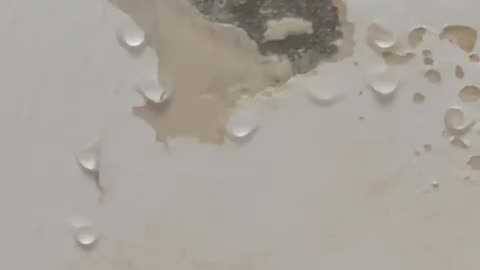 Banori kthen tarracën e pallatit në pyll dhe hedh dhera, tavani i fqinjit pikon ujë