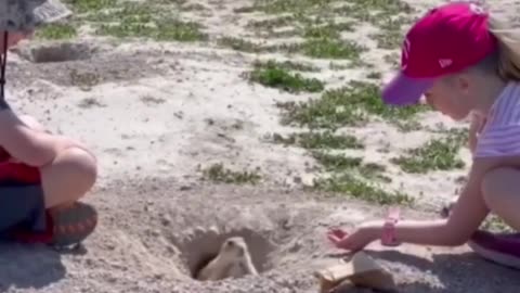 Gopher Outsmarts People! #funnyanimals