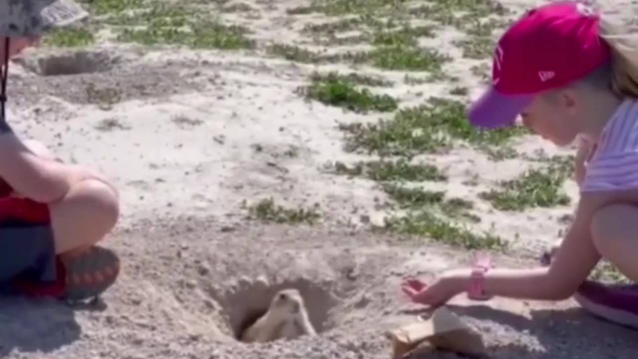 Gopher Outsmarts People! #funnyanimals