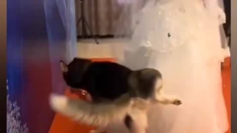 Funny Cats🐈and Dogs🐶 Funniest 🤣 videos