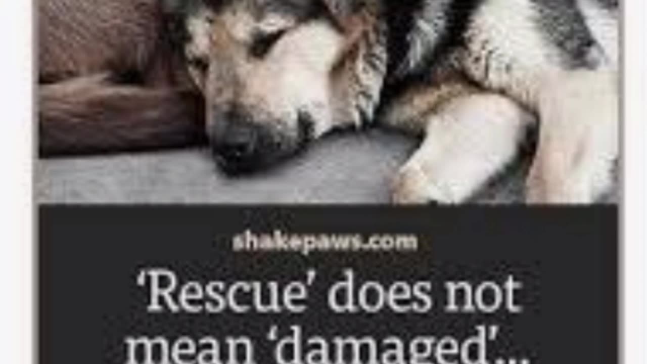 🐾RESCUE DOES NOT MEAN DAMAGED - IT MEANS THEY HAVE BEEN LET DOWN BY HUMANS😪