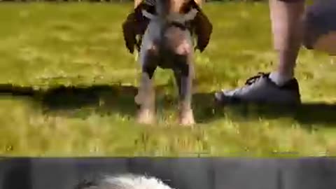 trending video popular 😂 in hindi with name dog safety