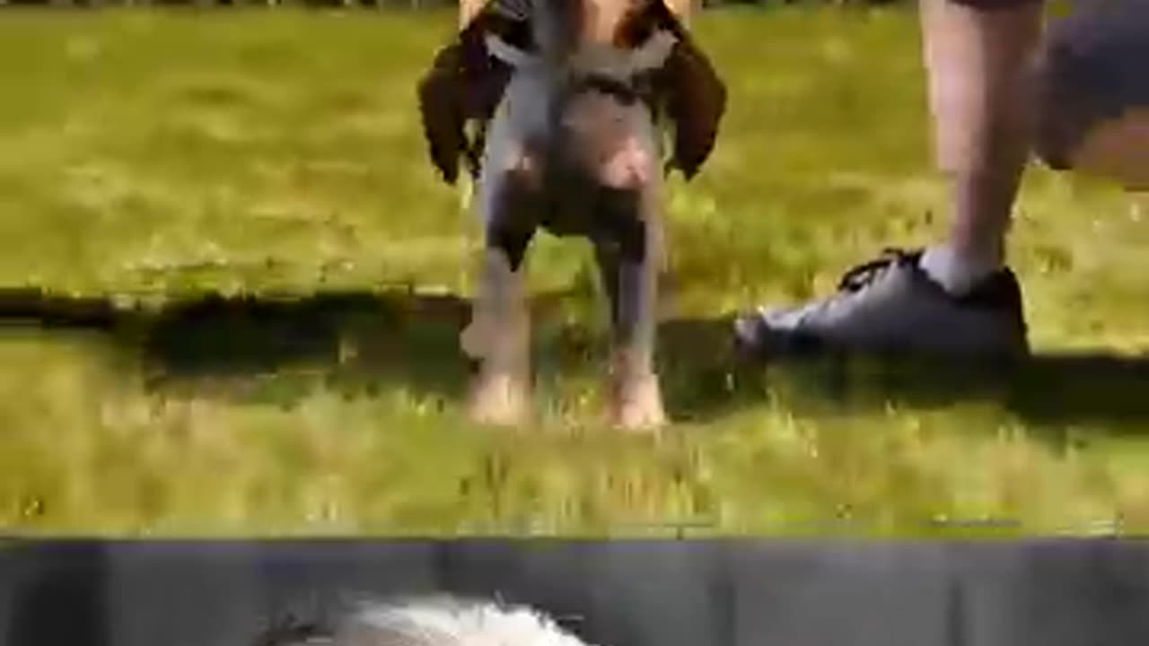 trending video popular 😂 in hindi with name dog safety