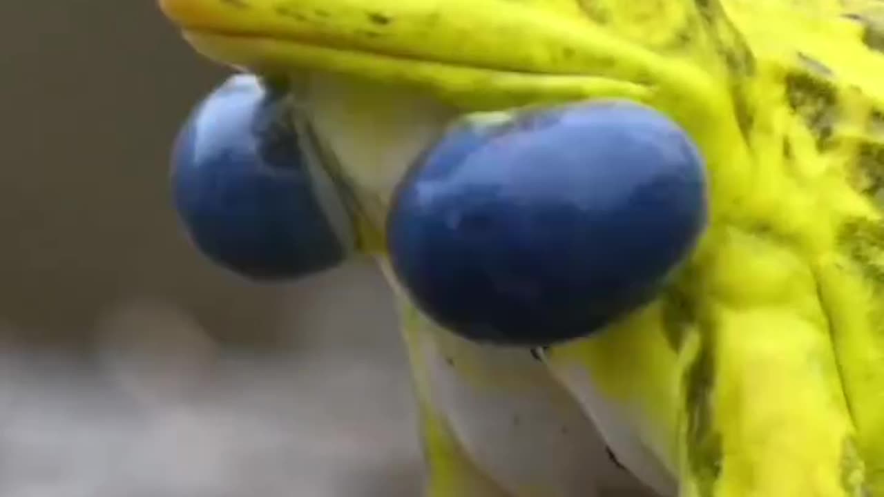 A croaking male Indian bullfrog.