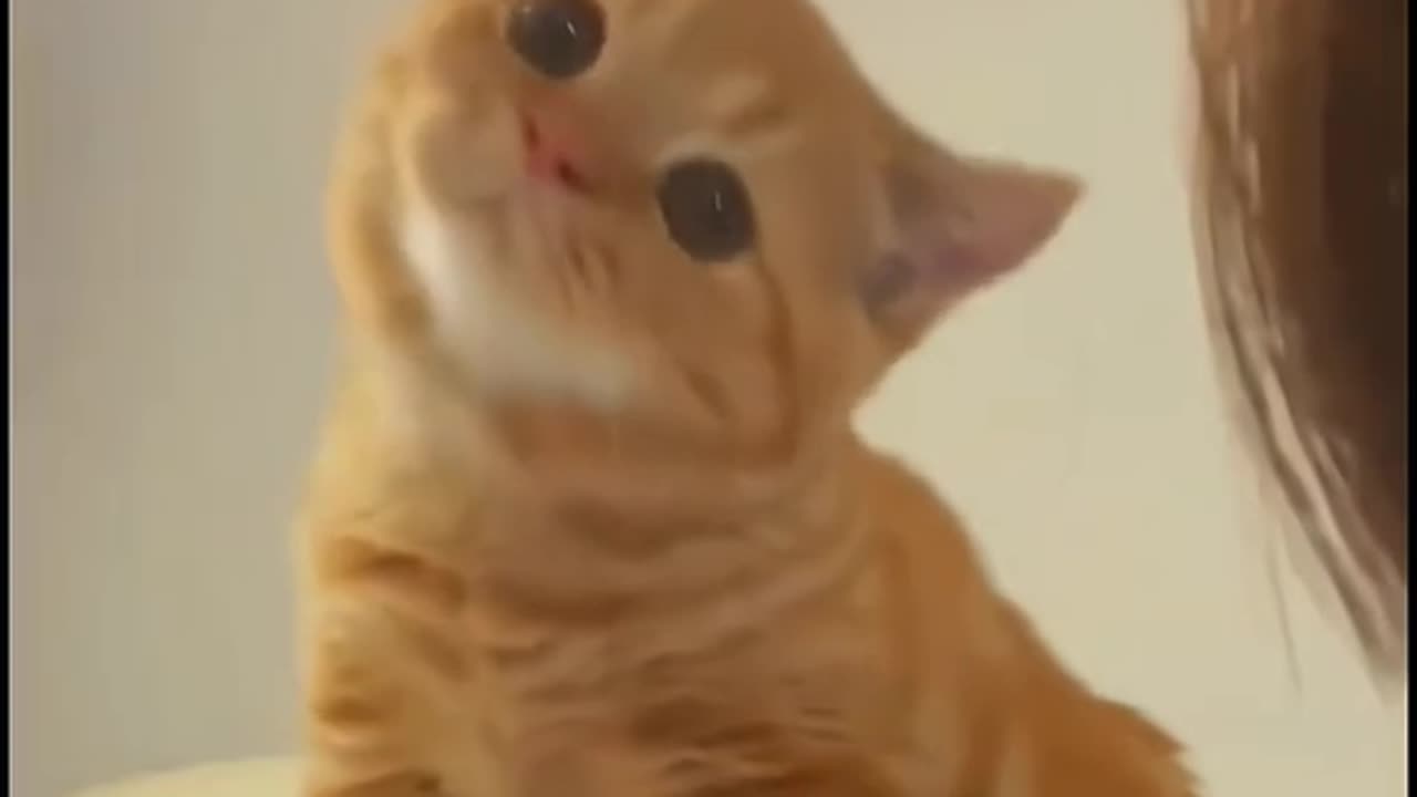 cute cats funny 😍😍😍😍