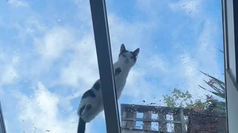Cats Walk On Kitchen's Glass Ceiling