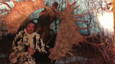35 pt. 75 inch ALBERTA MOOSE