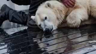 Must Watch: 😲Save a cute polar bear from a horde of aggressive creatures! A hear