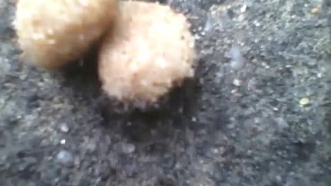 Hungry ants eating cat food during the winter [Nature & Animals]