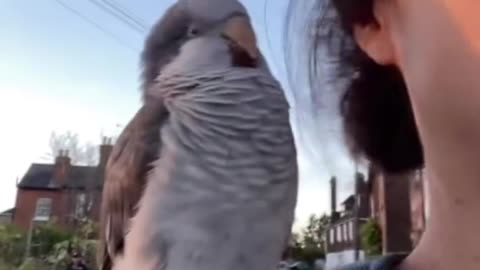 Parrot Kisses Baby – Cutest Moment Ever! 🦜❤️👶