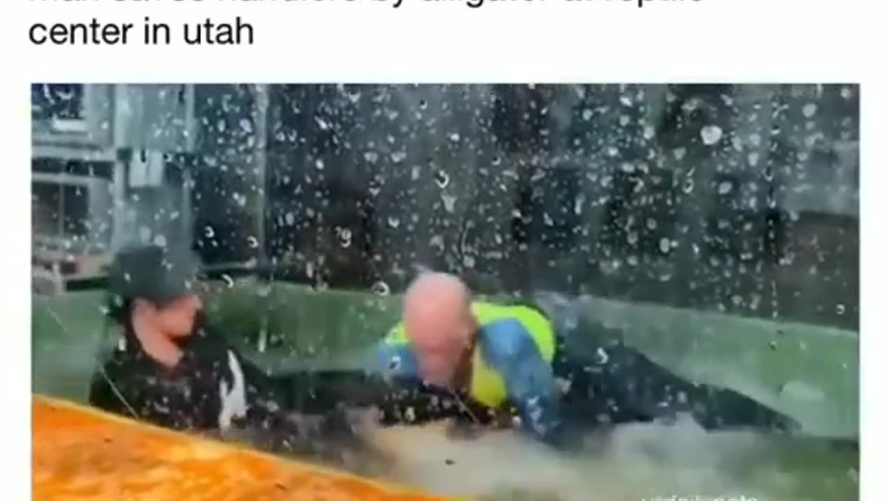 😮🦎 Man Saves Alligator Handler! | FeedMyCuriosity