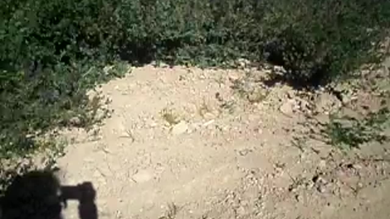 Carpenter bees flying around near the ground