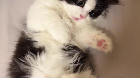 Dog's Comedy Videos 🤣 so cute videos and puppies comedy scenes 😂 so cute 🥰 🥰 🥰 🥰