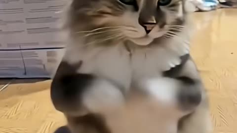 cat dance