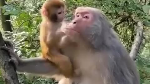 Baby monkey