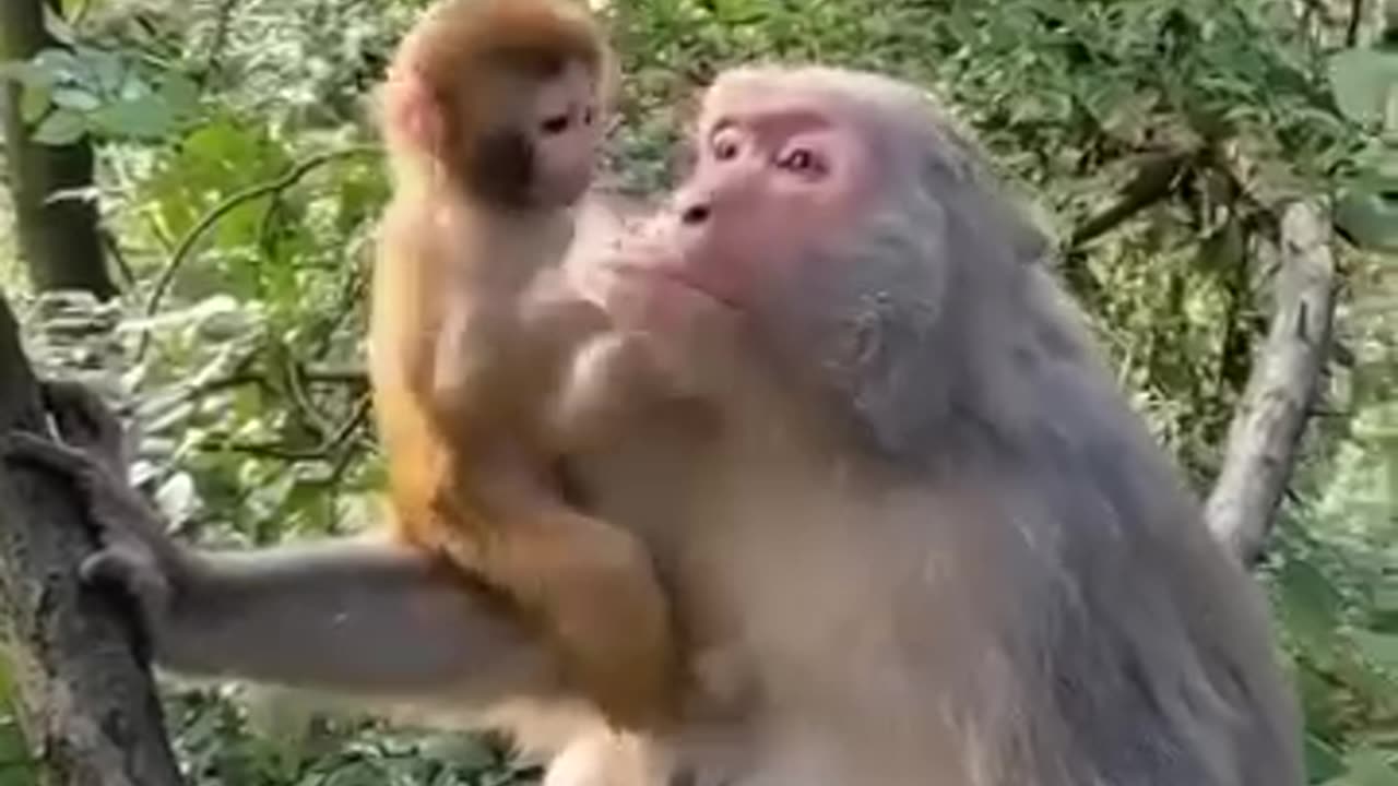 Baby monkey