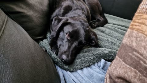 New House, New Dog, who dis?🙈