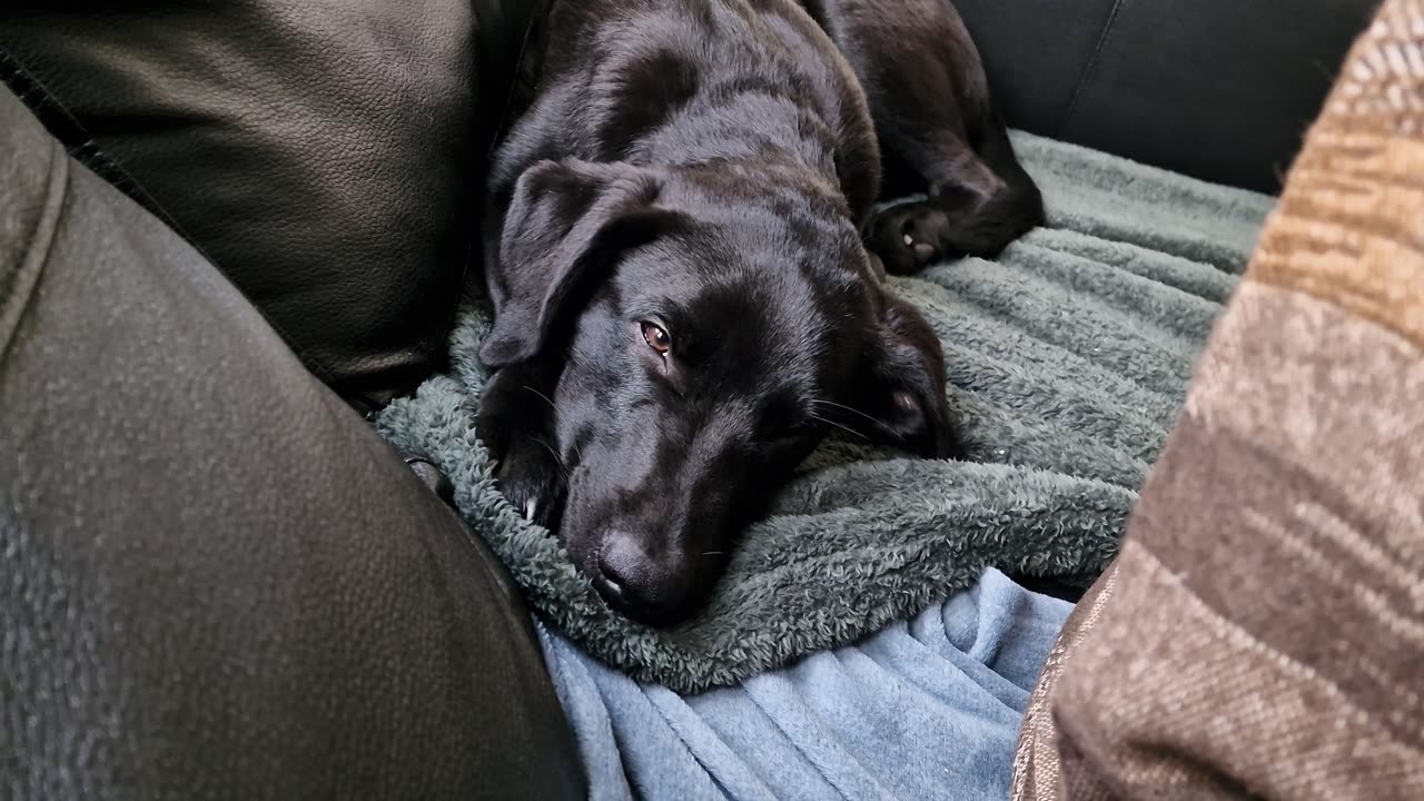 New House, New Dog, who dis?🙈