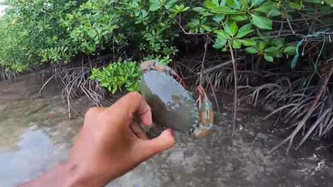 Fun Day with Friends | Crab Hunting in the Mangroves - Part 5