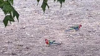 Rosellas Pecking Away