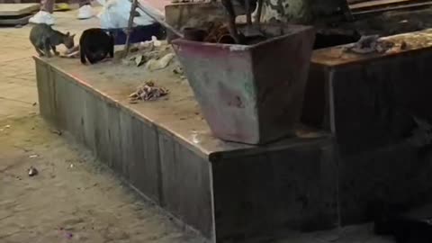 Filming cat at streets !! #animals #asia #vlog #people