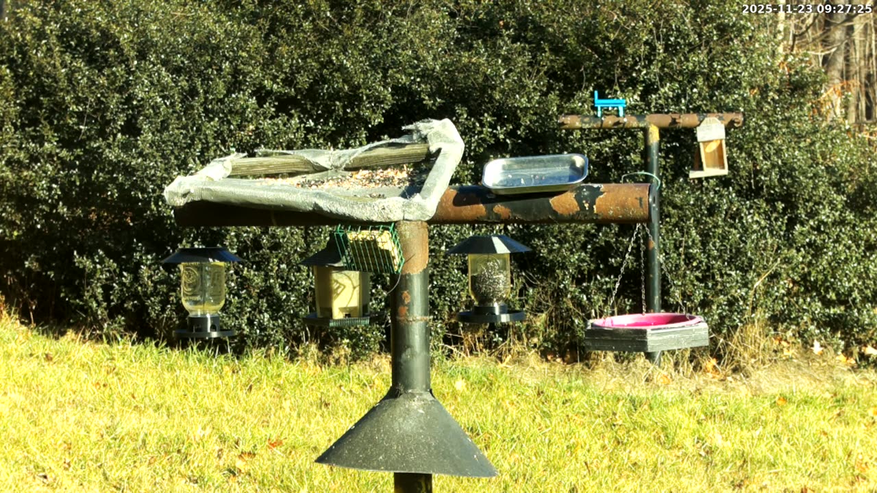 Bird Feeder in Western Maryland USA