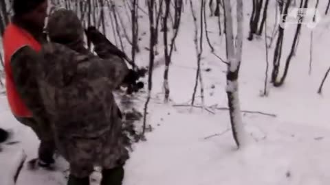 Animal Kingdom: Wild Hogs " The Hurt "