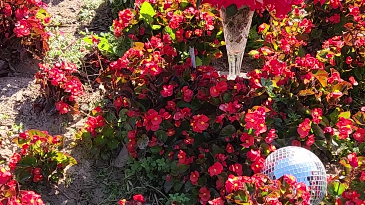 A 35 Olympiad Hybrid Tea Rose Vase