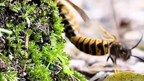 😮✨ How Do Wasps Find Their Mates? The Science Is Fascinating! | FeedMyCuriosity