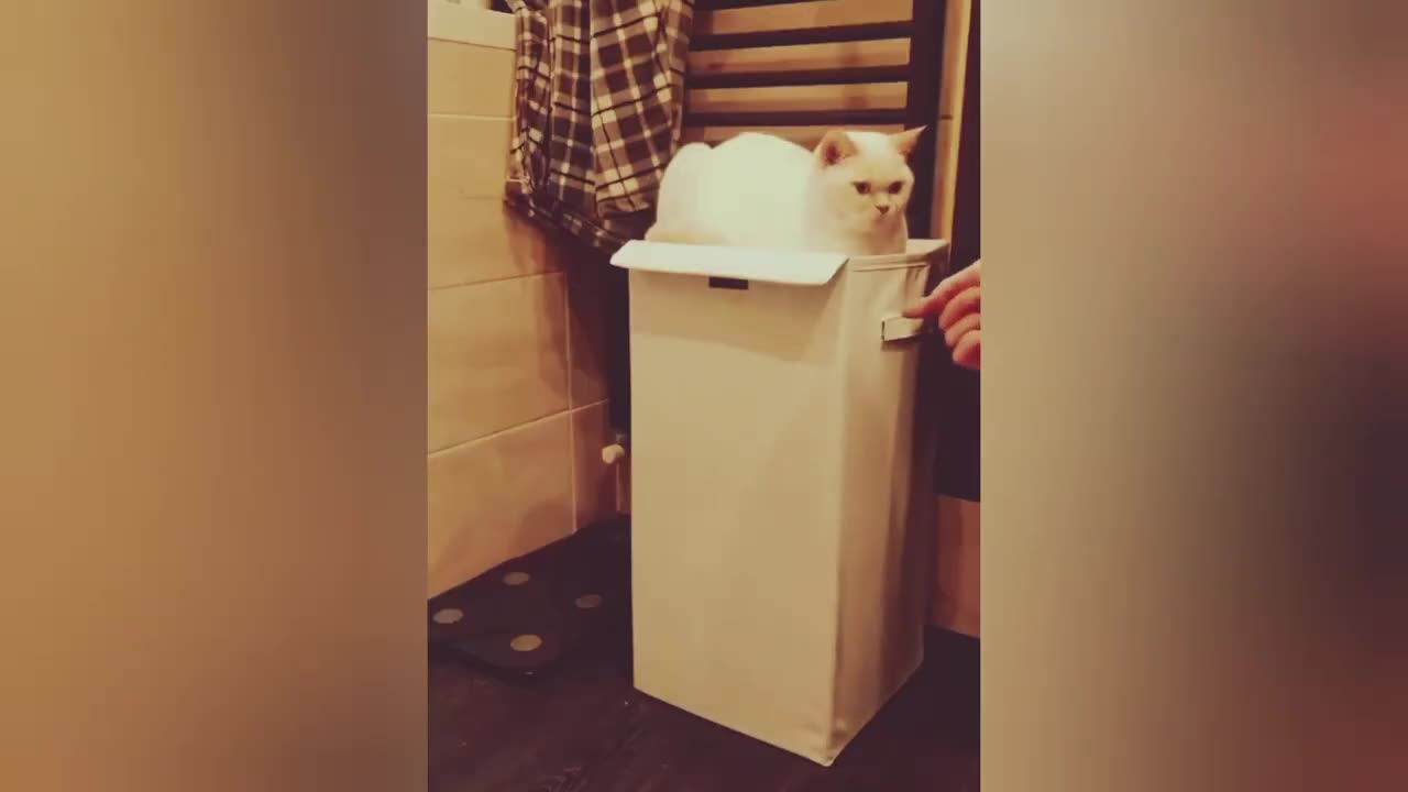 BEST FUNNIEST CATS AND DOGS VIDEOS