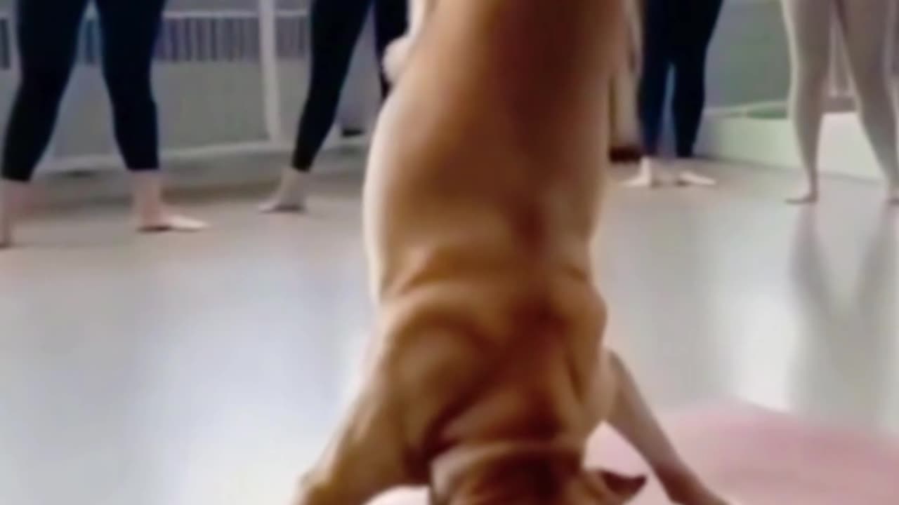 a dog doing yoga.