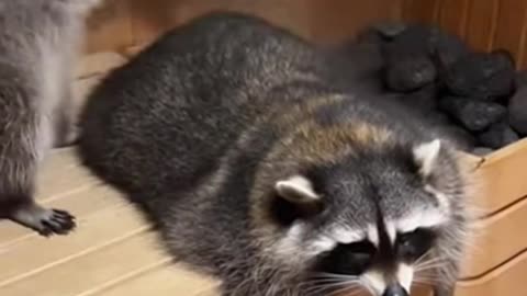 Raccoons in the Bathhouse 🦝 | Cute & Funny Animal Moments