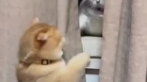 Cat Fight Compilation