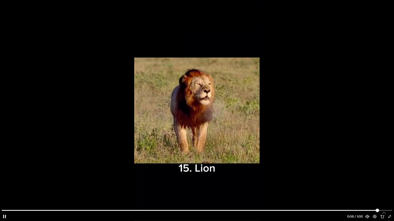 You ever hear them all? 15 animals that don’t sound like how they look